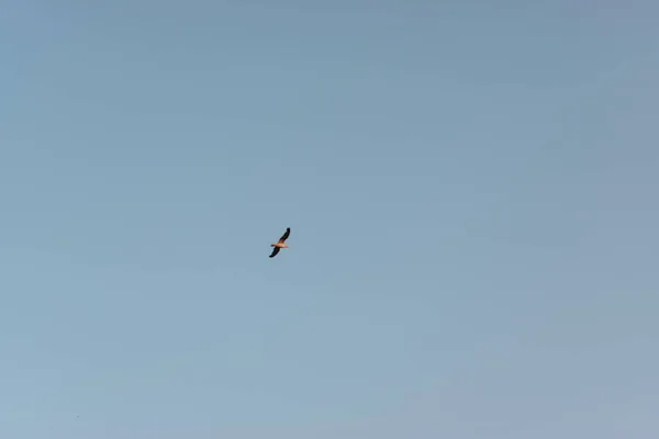 Mewa Lecąca Błękitnym Niebie — Zdjęcie stockowe