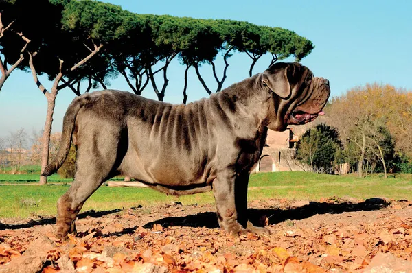 Primo Piano Mastiff Dog Razza Pura — Foto Stock