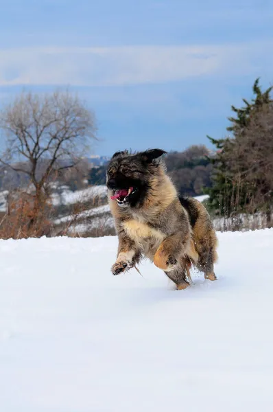 Disparo Vertical Lindo Perro Pastor Caucásico — Foto de Stock