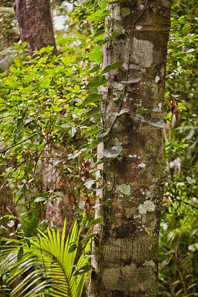 오스트레일리아 퀸즐랜드주의 근처의 우림에 나무줄기 — 스톡 사진