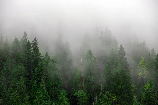 Een Prachtig Landschap Met Mist Het Herfstbos — Stockfoto