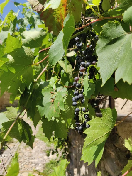 Closeup Ripening Black Juicy Grapes Vineyard — Stock Photo, Image