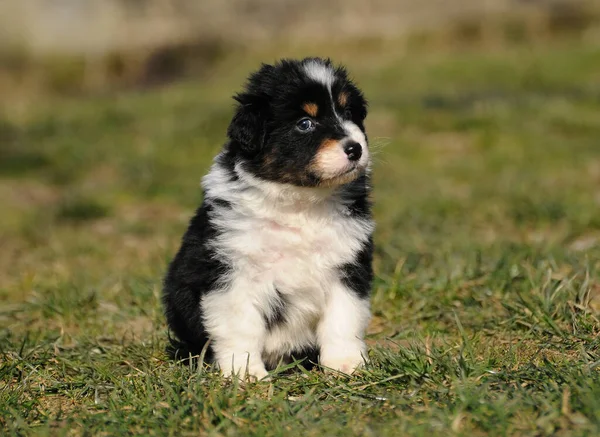 Lindo Perro Raza Pura Pastor Australiano Cachorro Prado — Foto de Stock