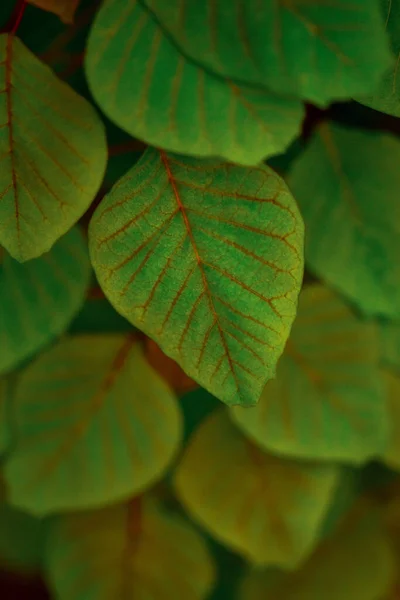 Selective Exotic Green Leaves — Stock Photo, Image