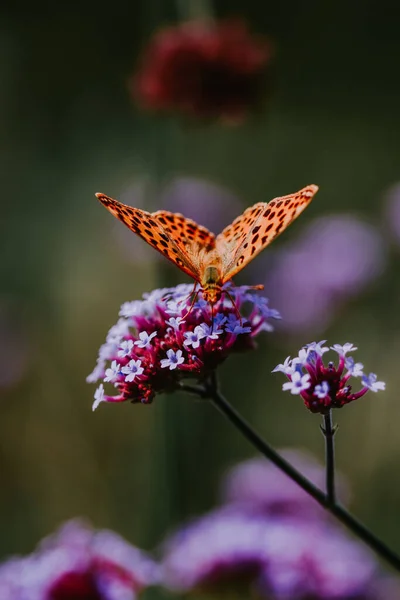 Uma Seleção Uma Rainha Espanha Fritilário Uma Flor Jardim Botânico — Fotografia de Stock