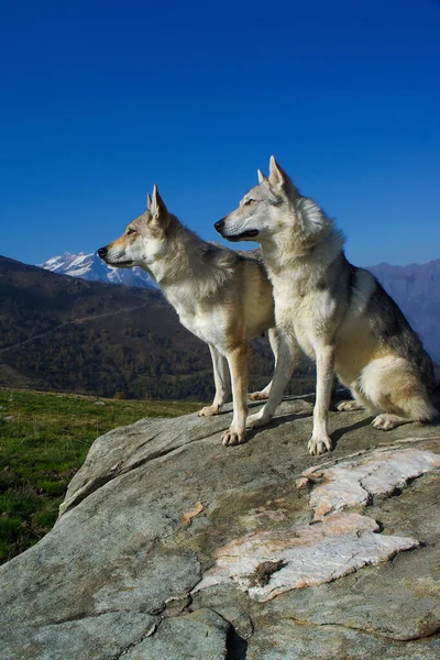 Tiro Vertical Dois Fofinhos Lobos Checoslovacos Montanha — Fotografia de Stock