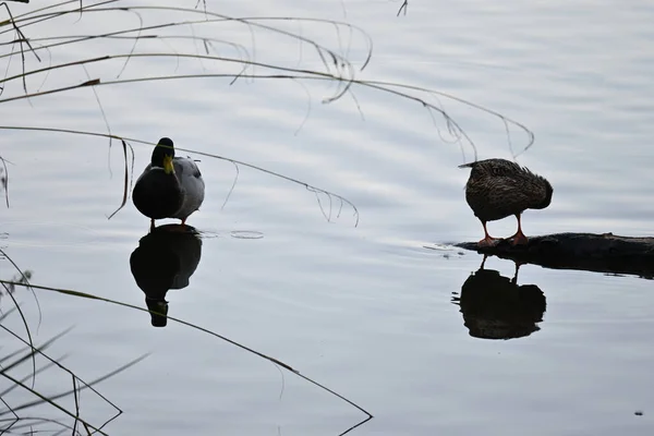 Beautiful Shot Cute Ducks Lake — Stock Photo, Image
