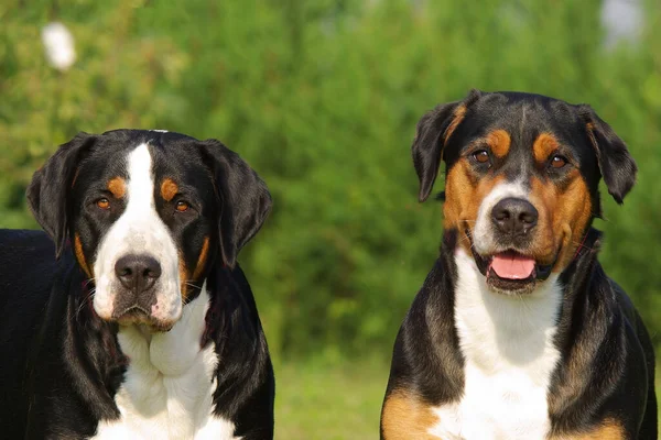 Красивий Знімок Двох Лижних Гірських Собак Відкритому Повітрі Протягом Дня — стокове фото