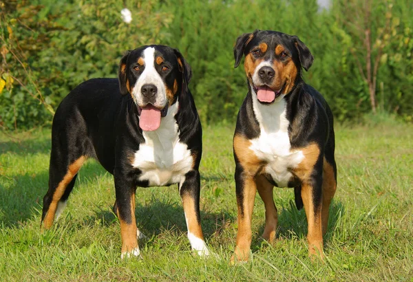 Двоє Швейцарських Собак Своїми Язиками — стокове фото