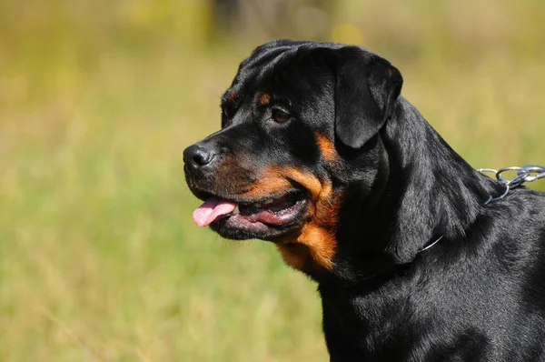 Primer Plano Rottweiler Pura Raza Con Una Correa —  Fotos de Stock