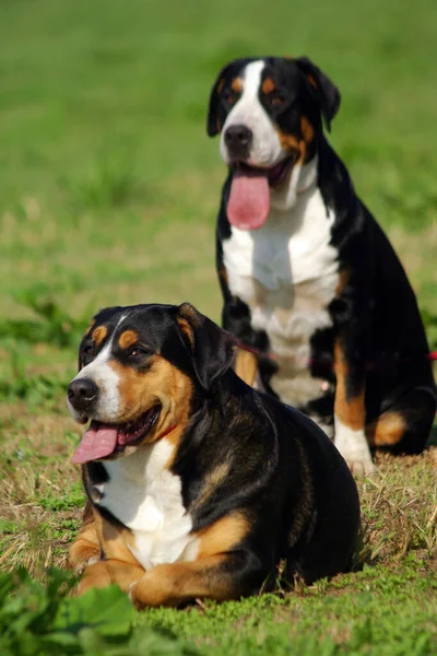 Una Hermosa Toma Dos Perros Montaña Suizos Aire Libre Durante —  Fotos de Stock