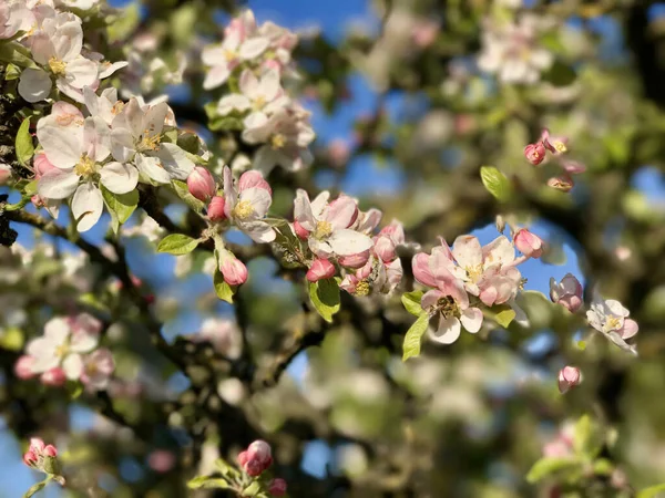 Рожеві Білі Квіти Яблуні Зеленим Листям — стокове фото