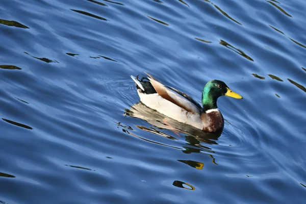 Schöne Aufnahme Einer Süßen Ente Auf Einem See — Stockfoto