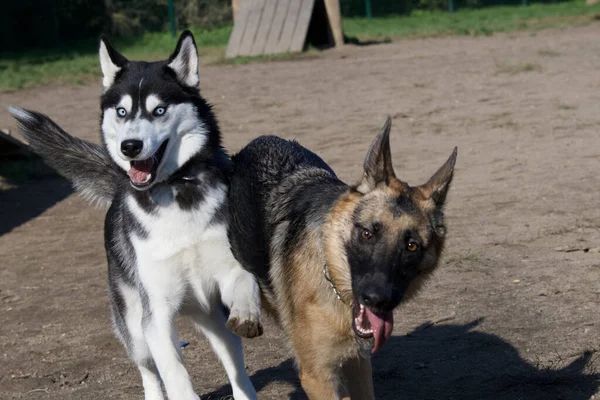 Cão Husky Cão Pastor Alemão Brincando Alegremente Juntos Parque Cães — Fotografia de Stock