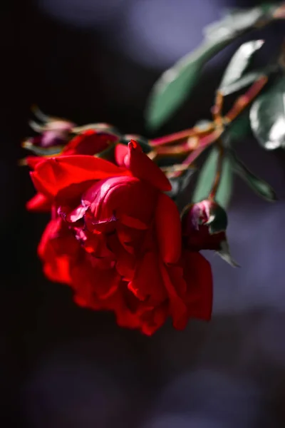Seletivo Uma Rosa Vermelha Jardim Botânico Iasi Roménia — Fotografia de Stock