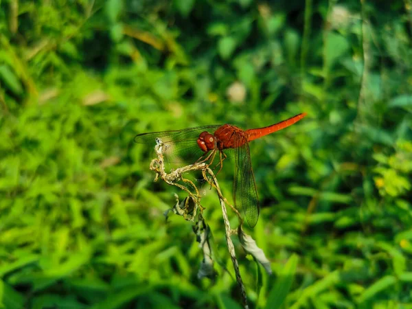 Primer Plano Una Libélula Jardín Durante Día —  Fotos de Stock