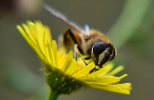 Eine Nahaufnahme Einer Biene Auf Einer Leuchtend Gelben Blume — Stockfoto