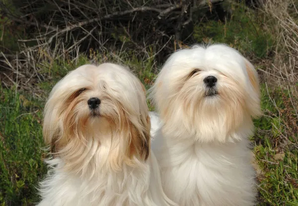 昼間は二匹の白いかわいいラサのアプソ犬 — ストック写真