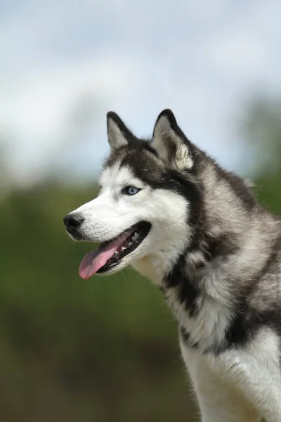 Ένα Κατακόρυφο Κοντινό Πλάνο Της Σιβηρίας Husky Σκυλί Εξωτερικούς Χώρους — Φωτογραφία Αρχείου