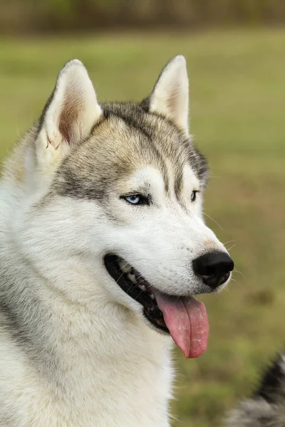 Una Toma Vertical Lindo Husky Siberiano Aire Libre — Foto de Stock