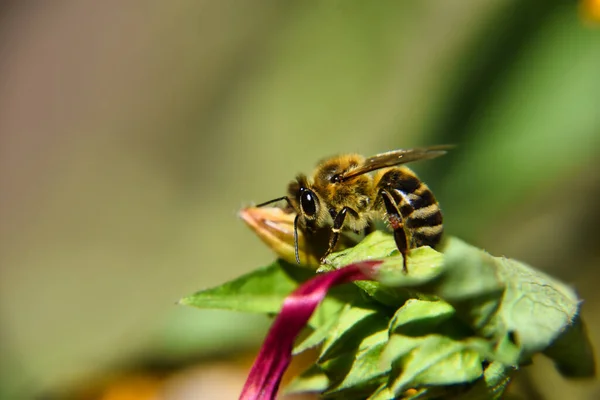 Ένα Κοντινό Πλάνο Μιας Μέλισσας Ανθοφόρο Φυτό — Φωτογραφία Αρχείου