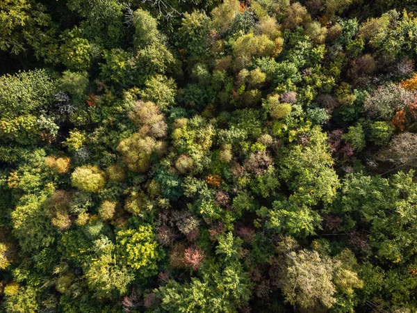 Bela Vista Aérea Floresta Decídua Nas Cores Outono Fotografias Drones — Fotografia de Stock