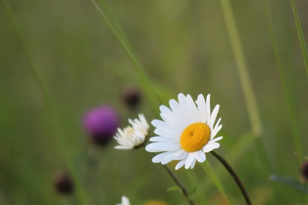 Płytkie Skupienie Uroczego Białego Rumianku Tłem Innych Kwiatów — Zdjęcie stockowe