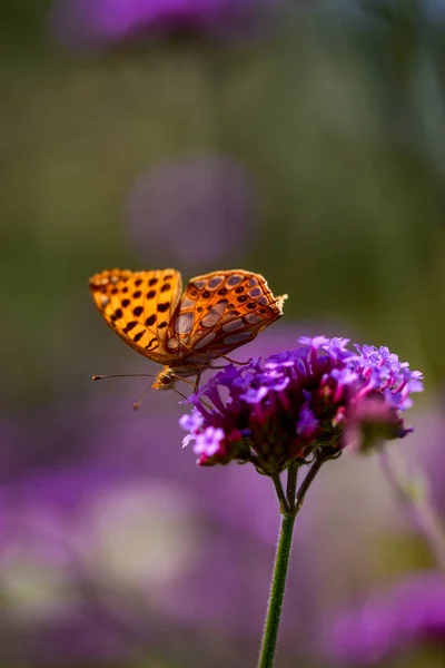 Sélectif Papillon Sur Une Fleur Dans Jardin Botanique Iasi Roumanie — Photo