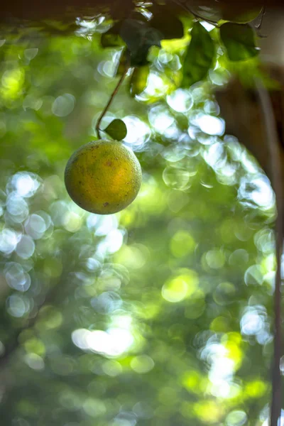 Gros Plan Citron Sur Une Branche Arbre — Photo