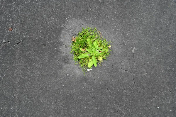 Les Mauvaises Herbes Poussant Sur Surface Béton — Photo