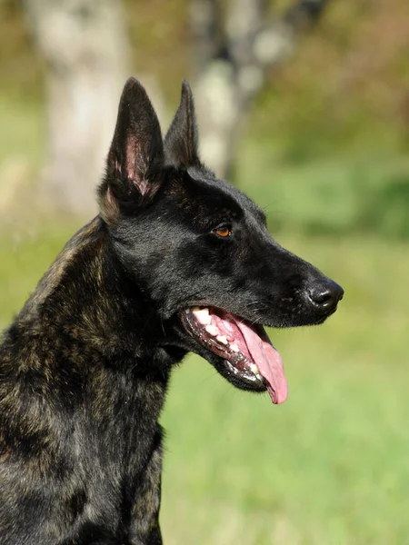 Colpo Verticale Dutch Shepherd Dog All Aperto — Foto Stock