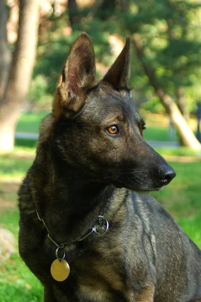 Colpo Verticale Cane Lupo Italiano — Foto Stock