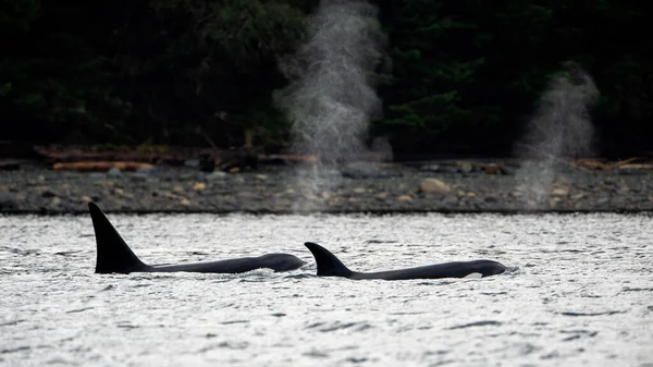 Duas Baleias Orca Transitórias Nadando Água Northern Vancouver Island Canada — Fotografia de Stock