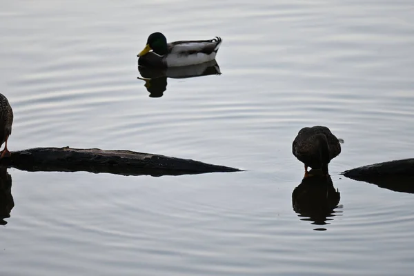湖上可爱的鸭子拍得真漂亮 — 图库照片