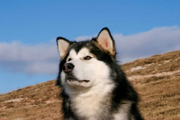 Cão Malamute Alasca Nas Montanhas — Fotografia de Stock