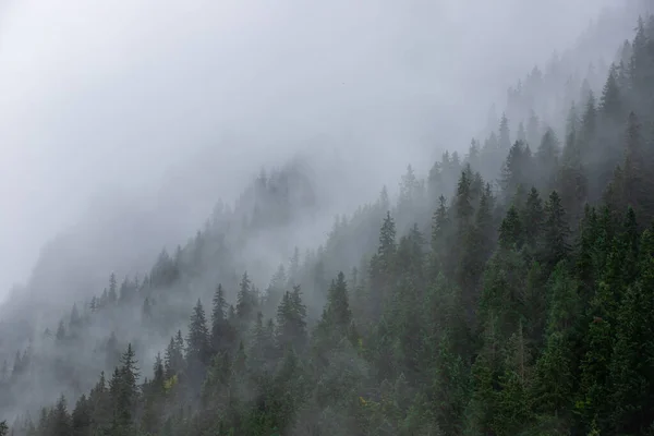 Krásná Krajina Mlhou Nad Podzimním Lesem — Stock fotografie