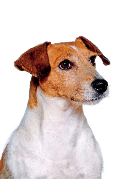 Beyaz Arka Planda Izole Edilmiş Jack Russell Terrier Köpeğinin Güzel — Stok fotoğraf