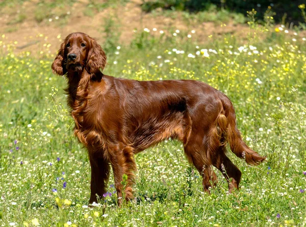 Ein Brauner Irischer Setter Oder Roter Setter Park — Stockfoto