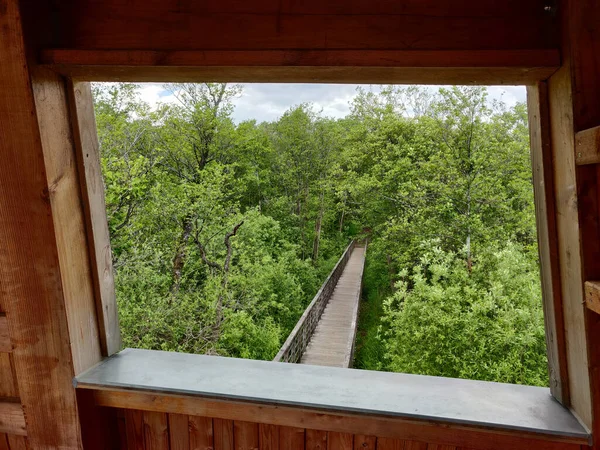 窓から森の中の木製の橋の美しい景色 — ストック写真