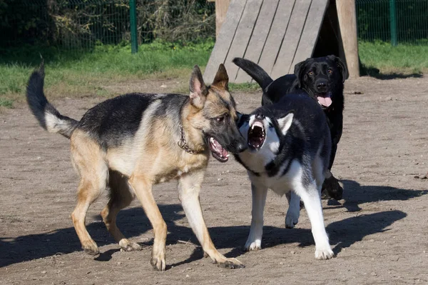 Husky Dog Německý Ovčák Vesele Hrají Parku Lyonu Francii — Stock fotografie