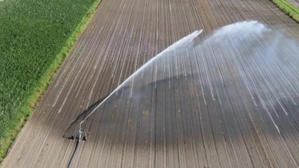 田间绿小麦灌溉系统 — 图库视频影像