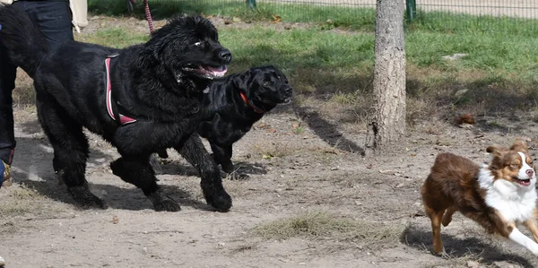 Лабрадор Забирает Чёрную Собаку Чёрную Собаку Ньюфаундленда Бегущую Другой Крошечной — стоковое фото