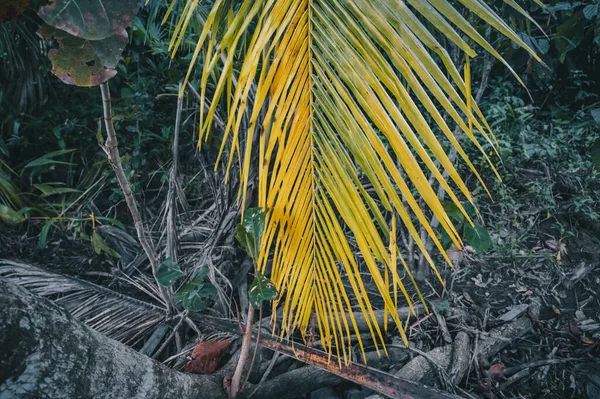 Ett Löv Växt Skog Costa Rica Centralamerika — Stockfoto