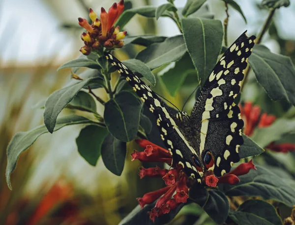 Kırlangıç Kelebeğinin Çiçekli Bitkilerin Üzerine Tünediği Seçici Bir Odak Noktası — Stok fotoğraf