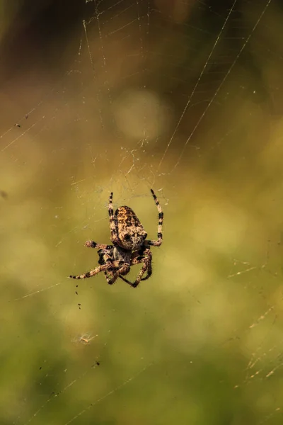 Plano Vertical Una Araña Jardín Europea Web — Foto de Stock