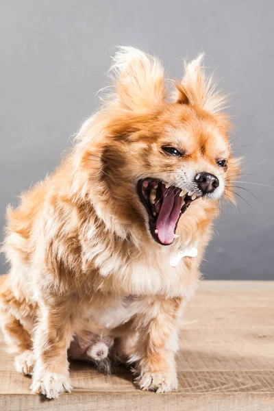 Portrait Aggressive Barking Domestic Dog Wooden Table Gray Wall — Stock Photo, Image
