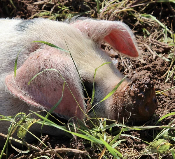 Closeup Pig Dirty Nose Lying Mud — Stock Photo, Image