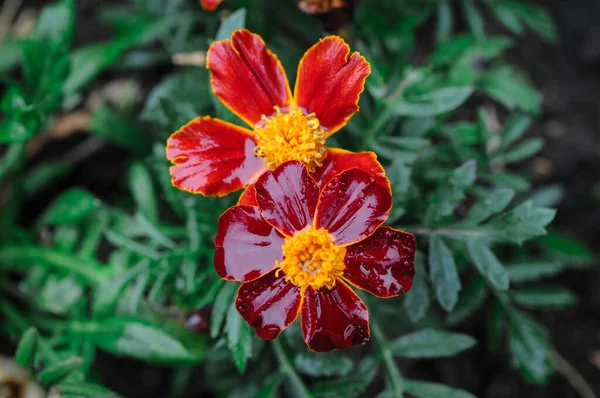 Closeup Wet Fresh Marigold Flowers Garden — Stock Photo, Image