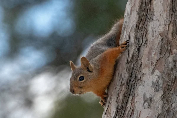 Squirrel Tree Looking — Stock Photo, Image