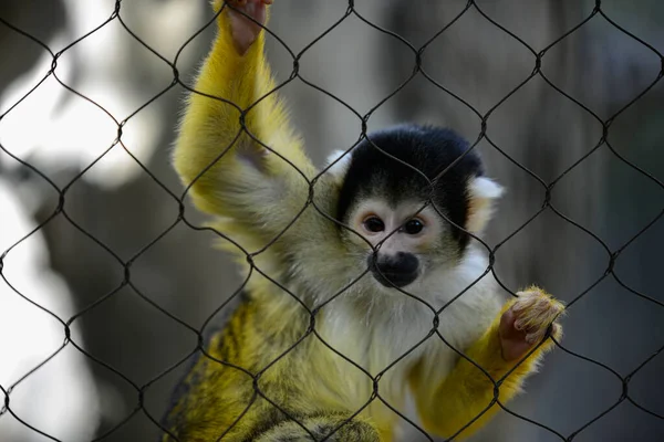 Eine Nahaufnahme Eines Eichhörnchen Affen Hinter Den Maschendrahtzäunen Eines Zoos — Stockfoto